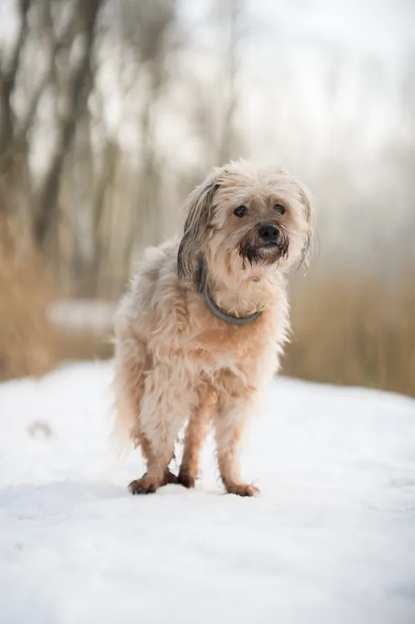 Znaleziono psa, Sosnowiec, 31 grudnia 2025 (1/5)