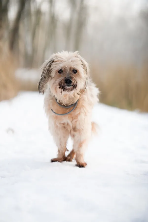 Znaleziono psa, Sosnowiec, 31 grudnia 2025 (3/5)