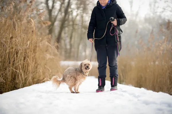 Znaleziono psa, Sosnowiec, 31 grudnia 2025 (4/5)