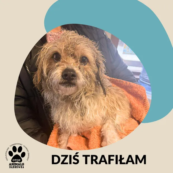 Znaleziono psa, Dąbrówka, 1 stycznia 2026