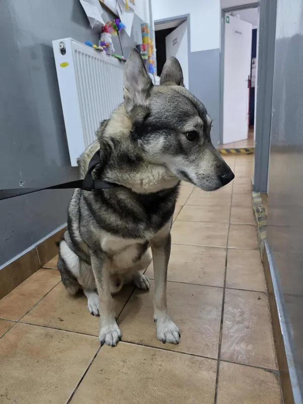 Znaleziono psa, Sosnowiec, 1 stycznia 2026