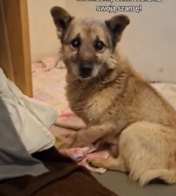 Pies do adopcji, Radom, 7 stycznia 2026