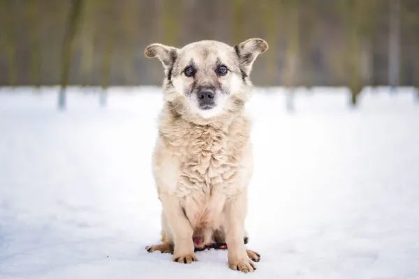 Pies do adopcji, Radom, 1 lutego 2026 (1/5)