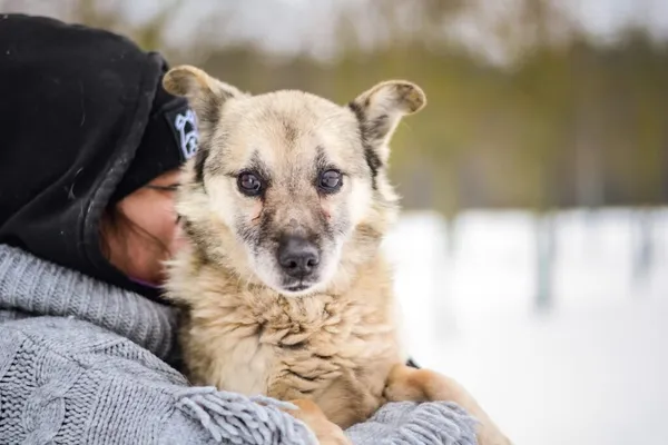 Pies do adopcji, Radom, 1 lutego 2026 (3/5)