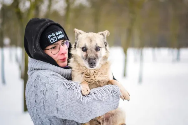 Pies do adopcji, Radom, 1 lutego 2026 (4/5)