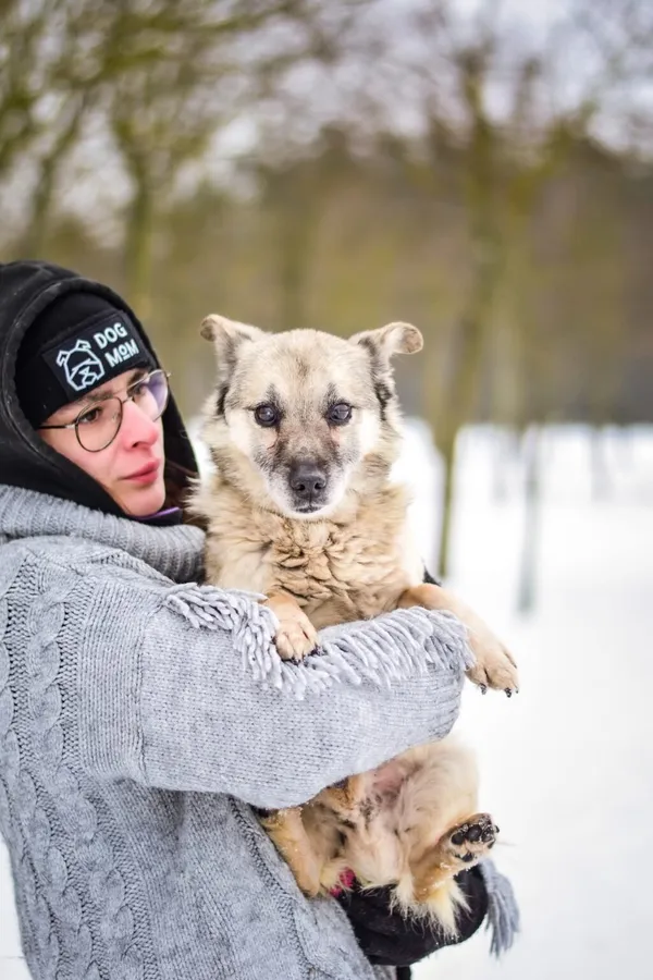 Pies do adopcji, Radom, 1 lutego 2026 (5/5)