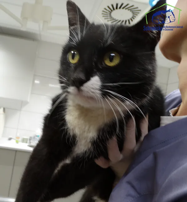 Znaleziono kota, Szczecin, 7 stycznia 2026