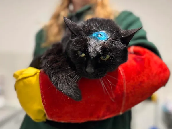 Znaleziono kota, Bydgoszcz, 5 stycznia 2026