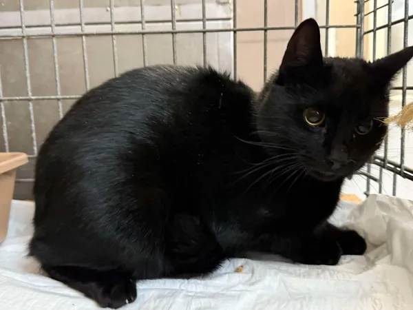 Znaleziono kota, Bydgoszcz, 2 stycznia 2026