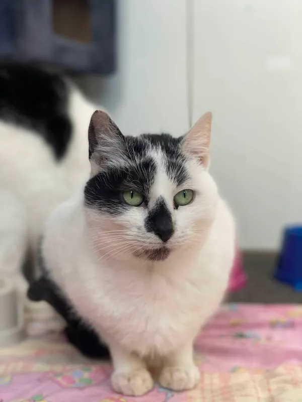 Kot do adopcji, Żywiec, 8 stycznia 2026 (1/5)