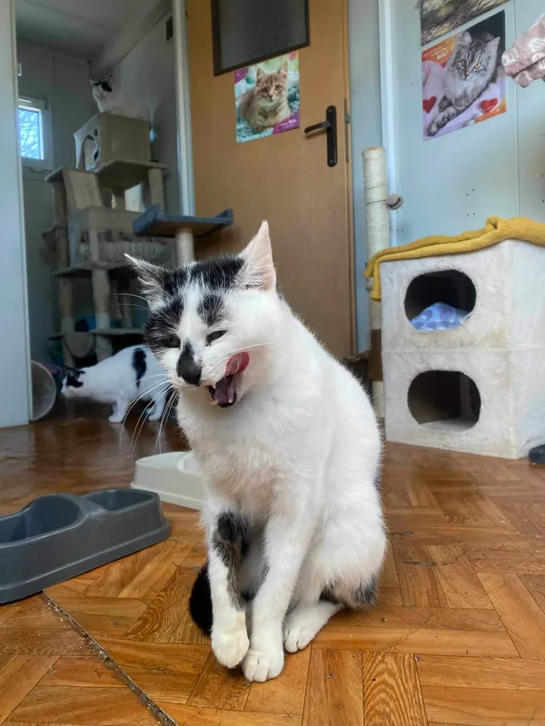 Kot do adopcji, Żywiec, 8 stycznia 2026 (4/5)