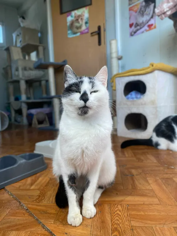 Kot do adopcji, Żywiec, 8 stycznia 2026 (5/5)