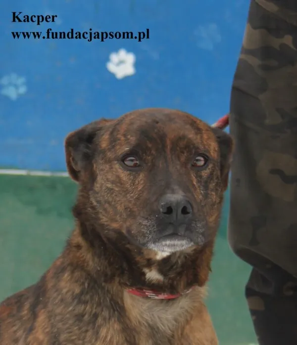 Pies do adopcji, Nowy Dwór Mazowiecki, 8 stycznia 2026 (1/5)