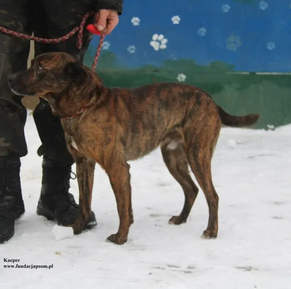 Pies do adopcji, Nowy Dwór Mazowiecki, 8 stycznia 2026 (5/5)