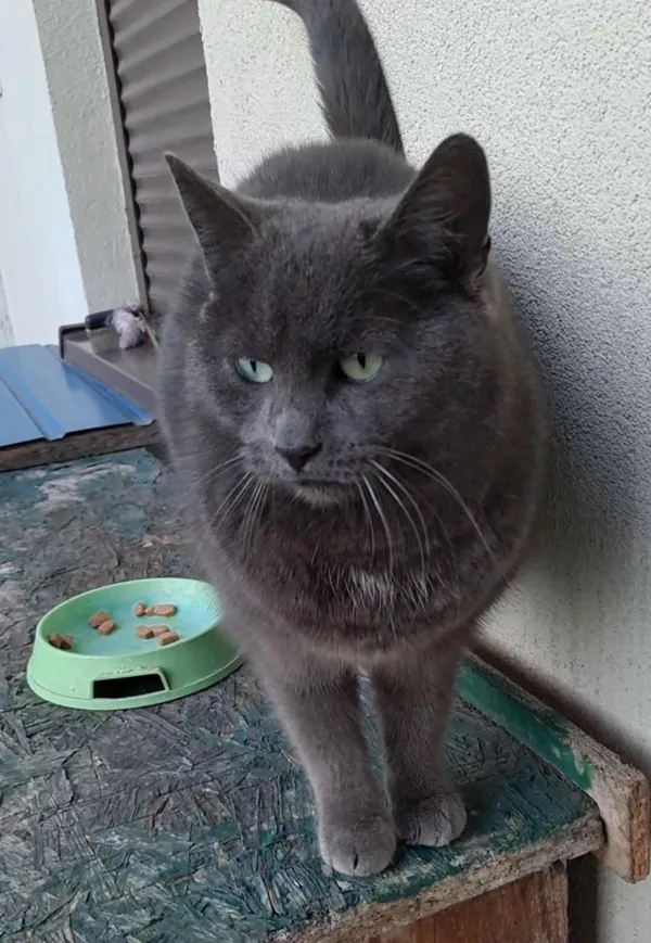 Zaginął kot, Częstochowa, Trzech Wieszczów, 8 stycznia 2026 (2/2)