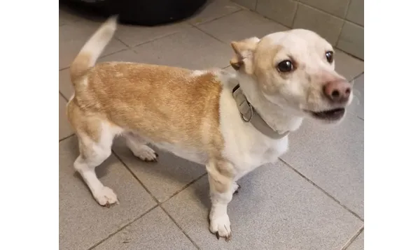 Znaleziono psa, Wrocław, 2 stycznia 2026