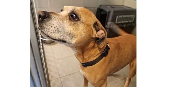 Znaleziono psa, Wrocław, 30 grudnia 2025