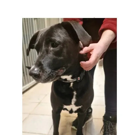 Znaleziono psa, Wrocław, 30 grudnia 2025