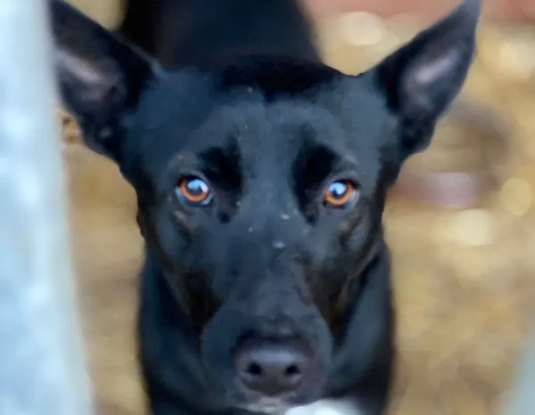 Pies do adopcji, Głowno, 7 stycznia 2026 (1/2)