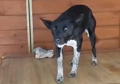 Pies do adopcji, Głowno, 7 stycznia 2026 (2/2)