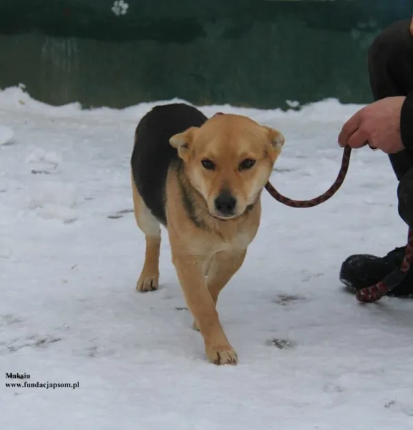 Pies do adopcji, Nowy Dwór Mazowiecki, 8 stycznia 2026 (1/5)
