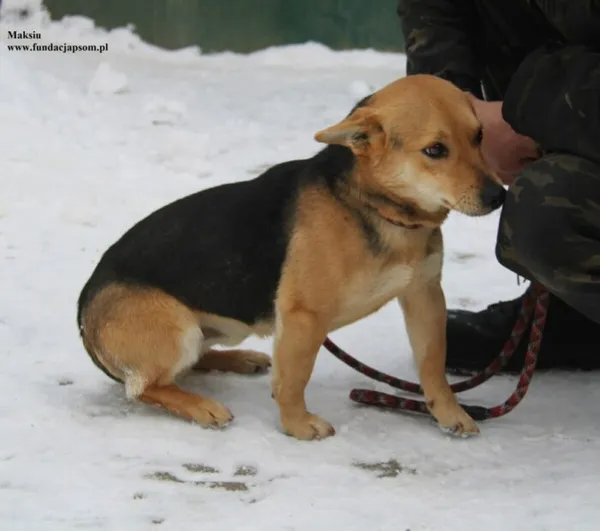 Pies do adopcji, Nowy Dwór Mazowiecki, 8 stycznia 2026 (4/5)