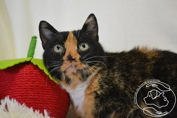 Kot do adopcji, Chełmek, 2 stycznia 2026