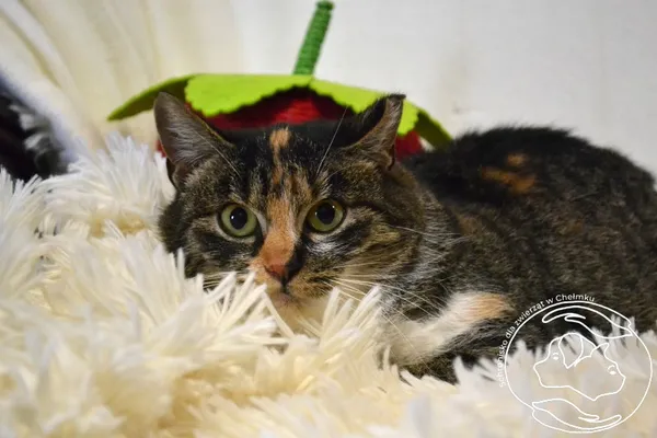 Kot do adopcji, Chełmek, 8 grudnia 2025