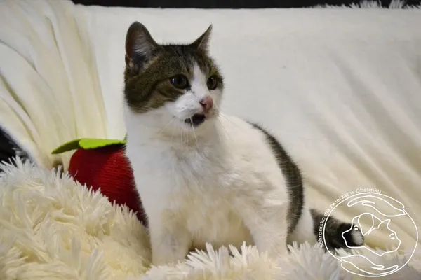 Kot do adopcji, Chełmek, 24 listopada 2025