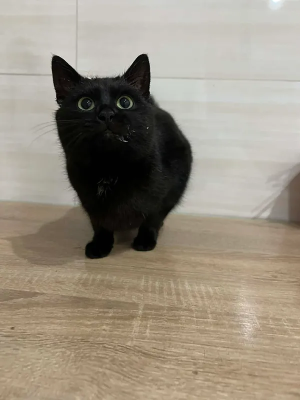 Znaleziono kota, Czartki, 8 stycznia 2026