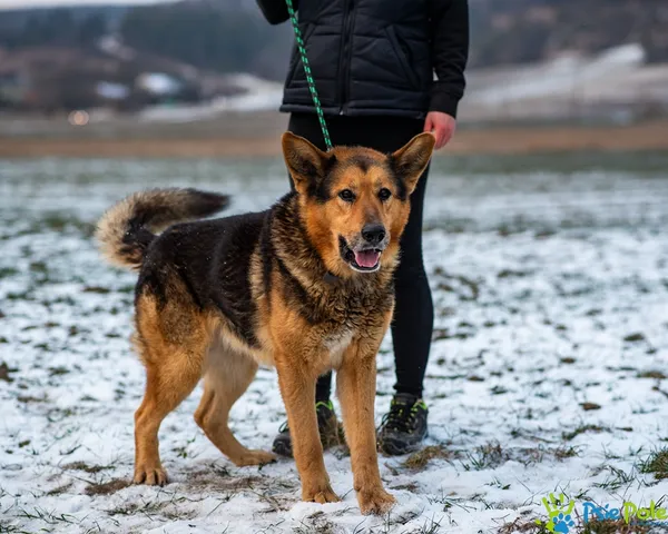 Znaleziono psa, Racławice, 7 stycznia 2026 (1/5)