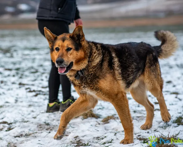 Znaleziono psa, Racławice, 7 stycznia 2026 (3/5)