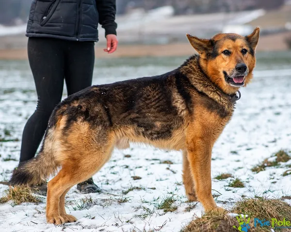 Znaleziono psa, Racławice, 7 stycznia 2026 (5/5)