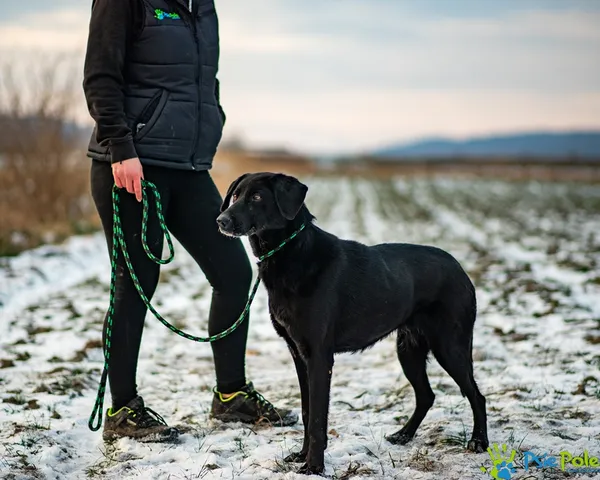 Znaleziono psa, Racławice, 7 stycznia 2026 (2/5)