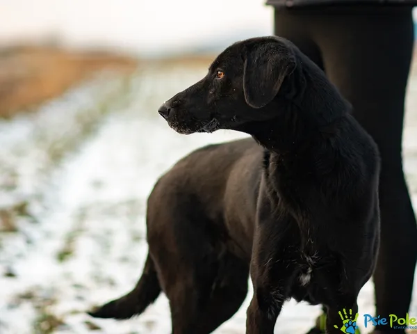 Znaleziono psa, Racławice, 7 stycznia 2026 (4/5)