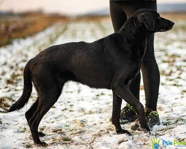 Znaleziono psa, Racławice, 7 stycznia 2026 (5/5)