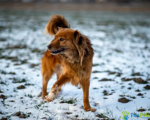 Znaleziono psa, Racławice, 3 stycznia 2026 (1/5)