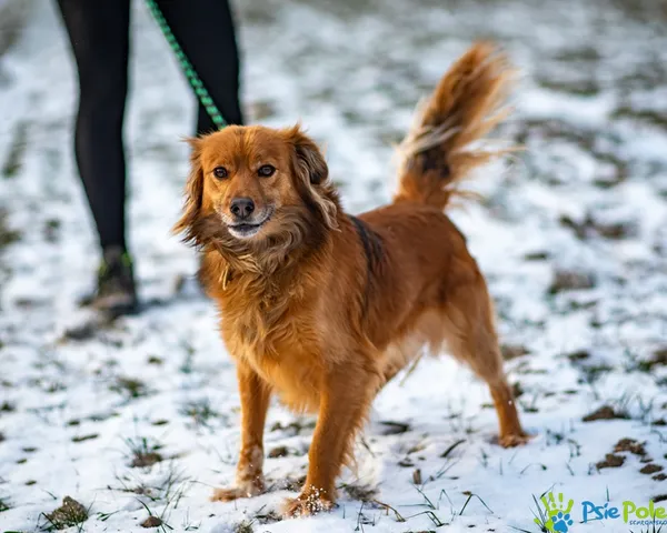 Znaleziono psa, Racławice, 3 stycznia 2026 (3/5)