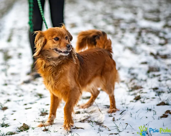 Znaleziono psa, Racławice, 3 stycznia 2026 (4/5)