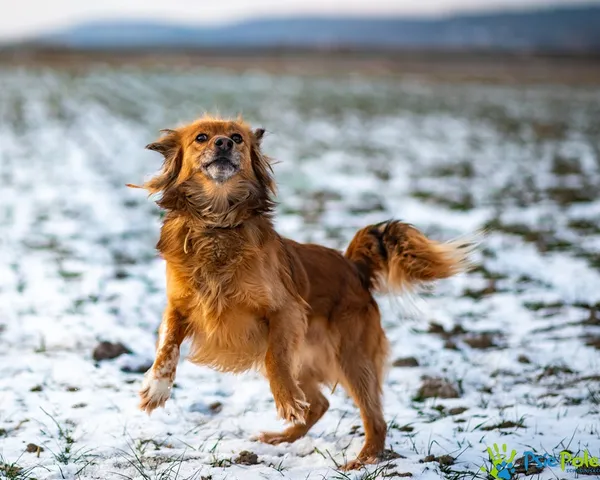 Znaleziono psa, Racławice, 3 stycznia 2026 (5/5)