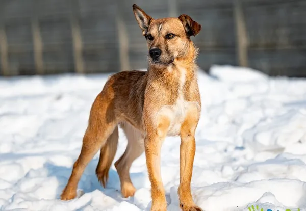 Znaleziono psa, Racławice, 8 stycznia 2026 (4/5)