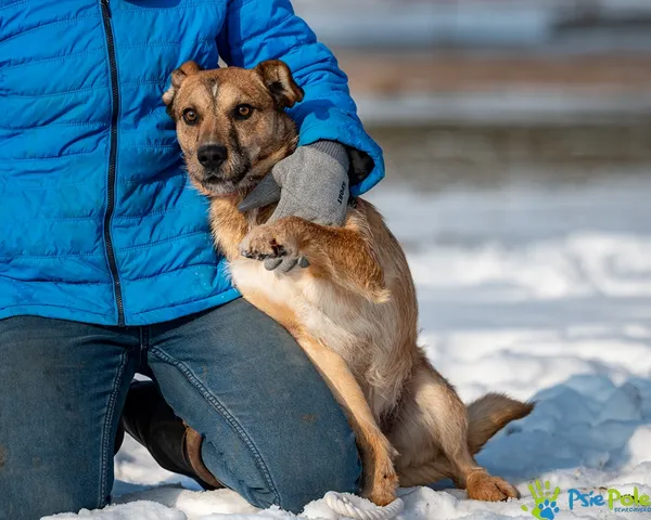 Znaleziono psa, Racławice, 8 stycznia 2026 (5/5)