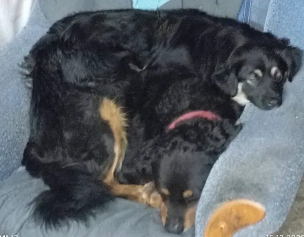 Zaginął pies, Dąbrówka, 8 stycznia 2026 (3/3)