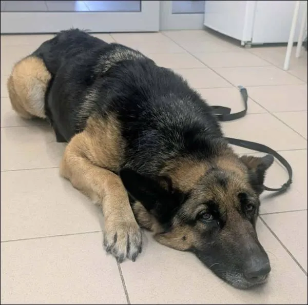 Znaleziono psa, Grudziądz, 8 stycznia 2026