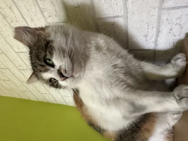 Zaginął kot, Łódź, 8 stycznia 2026