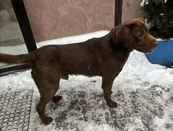 Znaleziono psa, Lublin, 7 stycznia 2026