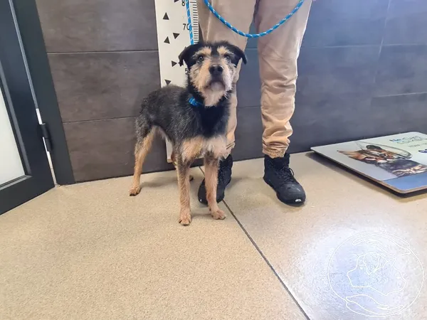 Znaleziono psa, Chełmek, 8 stycznia 2026