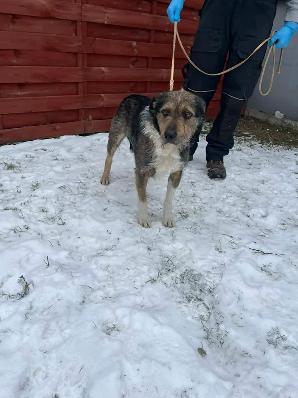 Znaleziono psa, Czartki, 8 stycznia 2026