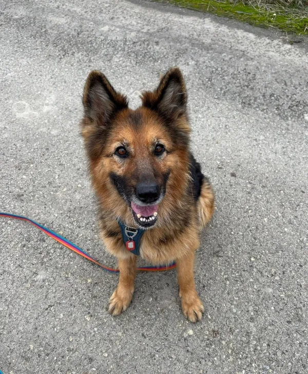 Pies do adopcji, Tychy, 26 listopada 2025