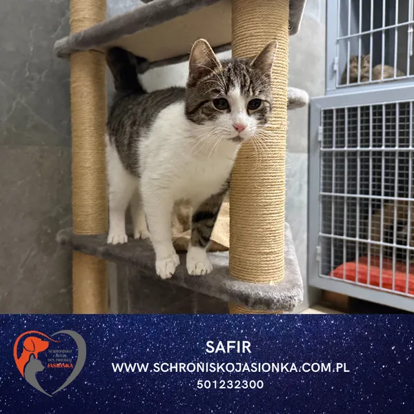 Kot do adopcji, Dębniak, 8 stycznia 2026